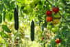 Le jardin en juin est une explosion de feuilles, de fleurs, de couleurs, de fruits et légumes et d’insectes et autres petits animaux sauvages qui viennent, comme nous, en profiter. C'est le moment d'observer et d'admirer la nature. Mais aussi de semer, de repiquer, de planter… Voici 5 travaux à effectuer au jardin bio en juin.